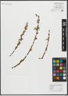 Foto von Salix alba L. x Salix fragilis L.
